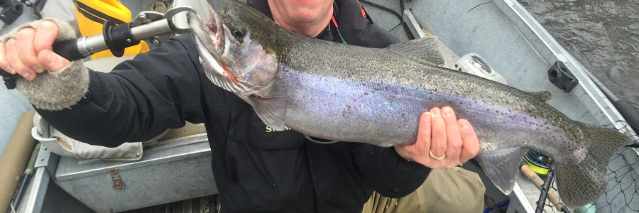 Salmon River steelhead report